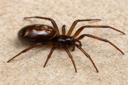 False Widow Spider