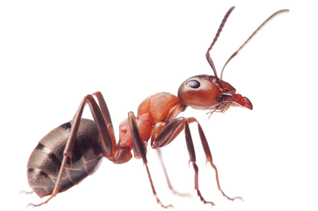 Ant Image. Countywide Pest Control in Hull, East Yorkshire and Lincolnshire.