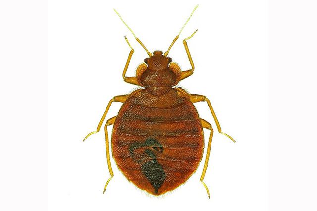 Image of bed bug. Countywide Pest Control in Hull, East Yorkshire and Lincolnshire.