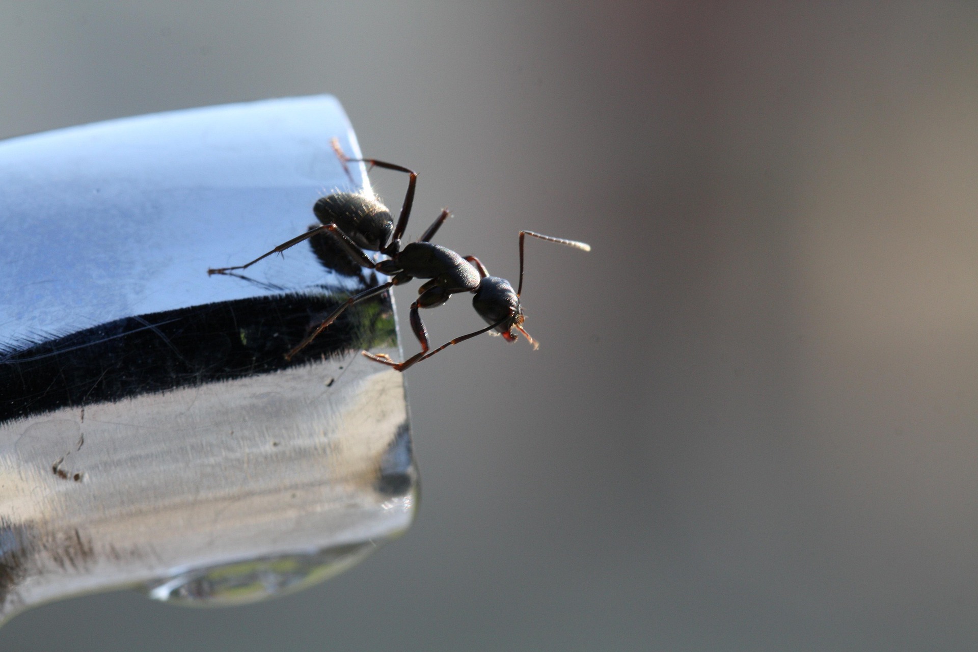 ant, insects, water tap, ergate
