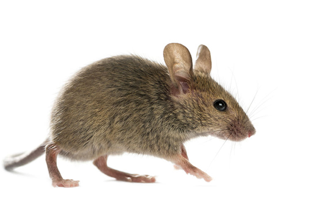 Photo of Mouse.