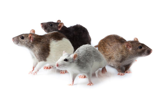 Image of four rats. Countywide Pest Control in Hull, East Yorkshire and Lincolnshire.