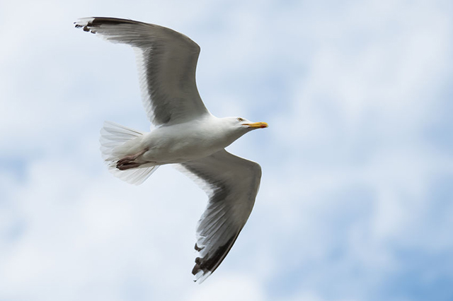 Image of seagull flying against cloudy sky