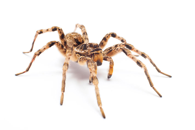 Photograph of spider. Countywide Pest Control in Hull, East Yorkshire and Lincolnshire.