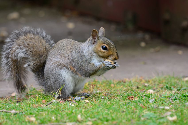 Image of squirrel. Countywide Pest Control in Hull, East Yorkshire and Lincolnshire.