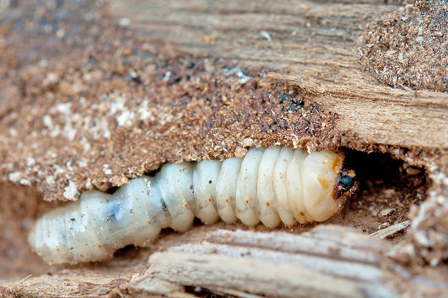 Woodworm photo. Countywide Pest Control in Hull, East Yorkshire and Lincolnshire.